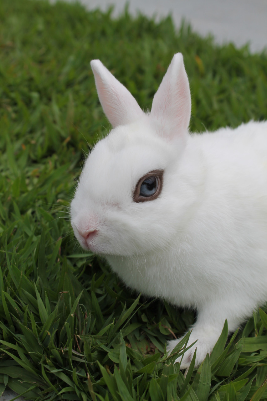 Hotot