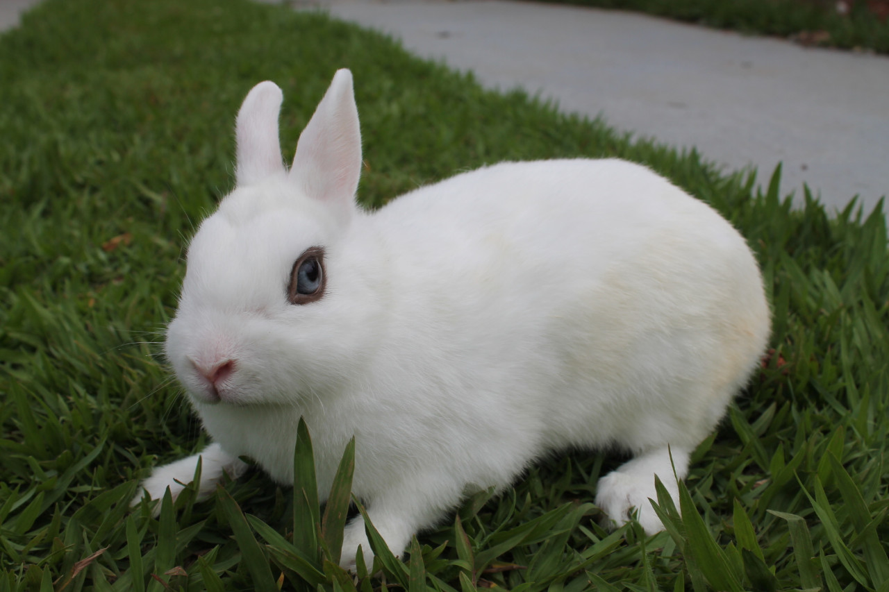 Hotot