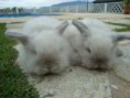 /album/galeria-de-fotos-filhotes/pqaaaclnnoedccdzaduavn-8skrarxhql-ofzjokfwouzq0pdrsemrhpk41o99yb-tdbu3dehz11hcmpg-mc7jw-asaam1t1ue-qiycjau28o-n-hkhkkjr7qy8c-jpg/